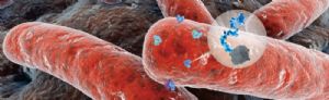 Hybridomas, ELISA Kits, Rapid Test Kits