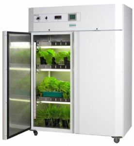 Arabidopsis Kabini